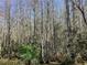 Backyard view showcasing a dense area of tall trees at 116 Blackwater Ct, Kissimmee, FL 34743