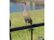 A tall sandhill crane stands on a green lawn, near a body of water at 2941 Marlberry Ln, Clermont, FL 34714