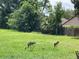 Spacious backyard with lush green grass and some native wildlife at 1980 Aquarius Ct, Oviedo, FL 32766