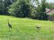 Spacious backyard with lush green grass and some native wildlife at 1980 Aquarius Ct, Oviedo, FL 32766