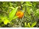 Close up view of orange in the tree in the yard at 656 Lake Charm Dr, Oviedo, FL 32765