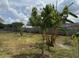 The spacious backyard is fully fenced and features mature trees, offering privacy and shade at 2747 Rose Moss Ln, Orlando, FL 32807
