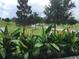 Street view with beautiful bird of paradise flowers at 15708 Orange Harvest Loop, Winter Garden, FL 34787