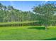 Scenic view of the beautiful pond with the line of pine trees at 9942 Sweetleaf St, Orlando, FL 32827