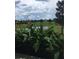 A tranquil community view showcasing lush landscaping and a peaceful pond, perfect for relaxation at 15708 Orange Harvest Loop, Winter Garden, FL 34787