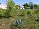 Backyard with agave plants at 1100 Peak Cir, Deltona, FL 32738