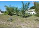 Front yard with bamboo trees and a white ranch home in the background at 1100 Peak Cir, Deltona, FL 32738