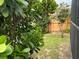 Backyard featuring flowering trees and a privacy fence, adjacent to the screened enclosure at 340 Haversham Way, Davenport, FL 33897