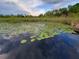 Natural pond with lily pads reflecting the sky at 14781 Old Thicket Trce, Winter Garden, FL 34787