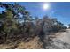 Heavily wooded land with mature trees bordering the property at 9940 Black Bear Ln, Winter Garden, FL 34787