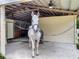 Spotted horse in the barn with ceiling fan; a serene and secure place for equine care at 103 Red Cedar Dr, Longwood, FL 32779
