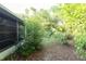 Backyard view with a screened in porch and surrounded by Florida native foliage at 2361 Kimberly Dr, Deltona, FL 32738