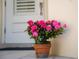 Charming front entrance with a potted plant adding a touch of color and curb appeal at 12185 Obelia Ln, Orlando, FL 32827