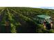 Lush vineyard featuring rows of grape vines and a green tractor for vineyard maintenance at 816 Carmillion Ct, Groveland, FL 34736