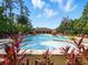 Large community pool with lounge chairs and umbrellas surrounded by lush landscaping at 8215 Roseville Blvd, Davenport, FL 33896