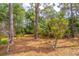 Backyard view of the wooded lot behind the property, showcasing tall trees and foliage at 149 E Plantation Blvd, Lake Mary, FL 32746