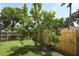 Fenced backyard featuring a mature mango tree, offering shade and privacy at 645 Peachwood Dr, Altamonte Springs, FL 32714