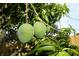 Close-up of mangoes growing on the tree in the backyard, ready to be picked at 645 Peachwood Dr, Altamonte Springs, FL 32714
