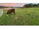 Pastoral scene of livestock grazing peacefully on a verdant lawn near a tranquil lake at 16386 Se 156Th Place Rd, Weirsdale, FL 32195