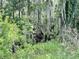 Lush swamp scenery with vibrant green plants, tall trees, and Spanish moss offering a beautiful nature view at 1508 Lake Mills Rd, Chuluota, FL 32766
