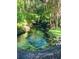 A peaceful creek with crystal-clear water flowing through a vibrant green forest and shady trees at 98 Wisteria Dr, Longwood, FL 32779