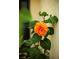 Detailed macro shot of a vibrant orange hibiscus flower in full bloom at 13631 Via Roma Cir, Clermont, FL 34711