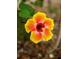 Close up of beautiful flower at 13631 Via Roma Cir, Clermont, FL 34711