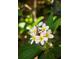 A vibrant cluster of plumeria blossoms adds a touch of tropical charm to the landscape at 13631 Via Roma Cir, Clermont, FL 34711