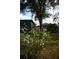 Green outbuilding set in a large green yard at 748 W Florence Ave, Deland, FL 32720