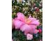 Close up of a light pink Camellia flower, with blurred flowers in the background, showcasing its delicate petals at 748 W Florence Ave, Deland, FL 32720