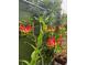 A vibrant red and yellow glory lily blooms next to a green wood fence at 748 W Florence Ave, Deland, FL 32720