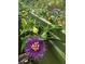 Up-close view of passion flower in bloom, showcasing vibrant colors and intricate details at 748 W Florence Ave, Deland, FL 32720