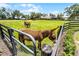 Charming pasture featuring a donkey in a beautiful paddock surrounded by mature trees and lush greenery at 5478 Nw 153Rd Ct, Morriston, FL 32668