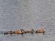 Close-up view of a Gathering of ducks swimming in calm water at 5107 Appenine W Loop, St Cloud, FL 34771