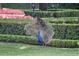 A peacock displays its plumage on the community grounds at 1112 Preserve Point Dr, Winter Park, FL 32789