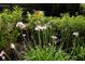 Close up on the lovely landscaping at 414 Bonifay Ave, Orlando, FL 32825