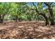 Tranquil landscape with large trees, creating a peaceful, shaded area on the property at 4055 State Road 11, Deland, FL 32724