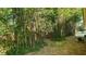 Backyard featuring bamboo, a charming property enhancement providing privacy and natural beauty at 287 Hilltop Dr, Longwood, FL 32750
