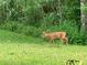 A fawn wanders through a lush green backyard of a charming property at 287 Hilltop Dr, Longwood, FL 32750
