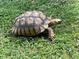 A tortoise roams in the backyard, illustrating nature's harmony on this expansive property at 287 Hilltop Dr, Longwood, FL 32750