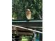A hawk perches atop the property, highlighting its connection to the natural surroundings at 287 Hilltop Dr, Longwood, FL 32750