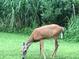 Deer in the yard at 287 Hilltop Dr, Longwood, FL 32750