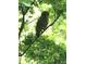 An owl spotted in the trees of the property enhances this desirable yard's appeal at 287 Hilltop Dr, Longwood, FL 32750