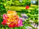 Close up shot of a colorful rose in a garden setting at 3443 S Mellonville Ave, Sanford, FL 32773