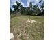 A view of the backyard and the rear property line, showing grass and overgrown brush at 509 Lemon St, Auburndale, FL 33823