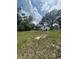 A view of the backyard and the back of the house showing an expansive lawn at 509 Lemon St, Auburndale, FL 33823