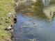 Scenic pond view with a turtle and crane by the water at 4010 Santa Maria Dr # 106, Kissimmee, FL 34741