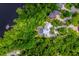 Aerial view of property showcasing the pool, landscaping, and surrounding greenery at 20 Twelve Oaks Trl, Ormond Beach, FL 32174