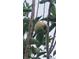 Residential lot featuring an apple tree at 2832 Buccaneer Dr, Winter Park, FL 32792