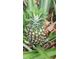 Residential lot featuring pineapple plants at 2832 Buccaneer Dr, Winter Park, FL 32792